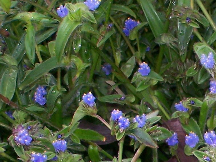 Cyanotis Vaga extract Cyanotis Vaga extract